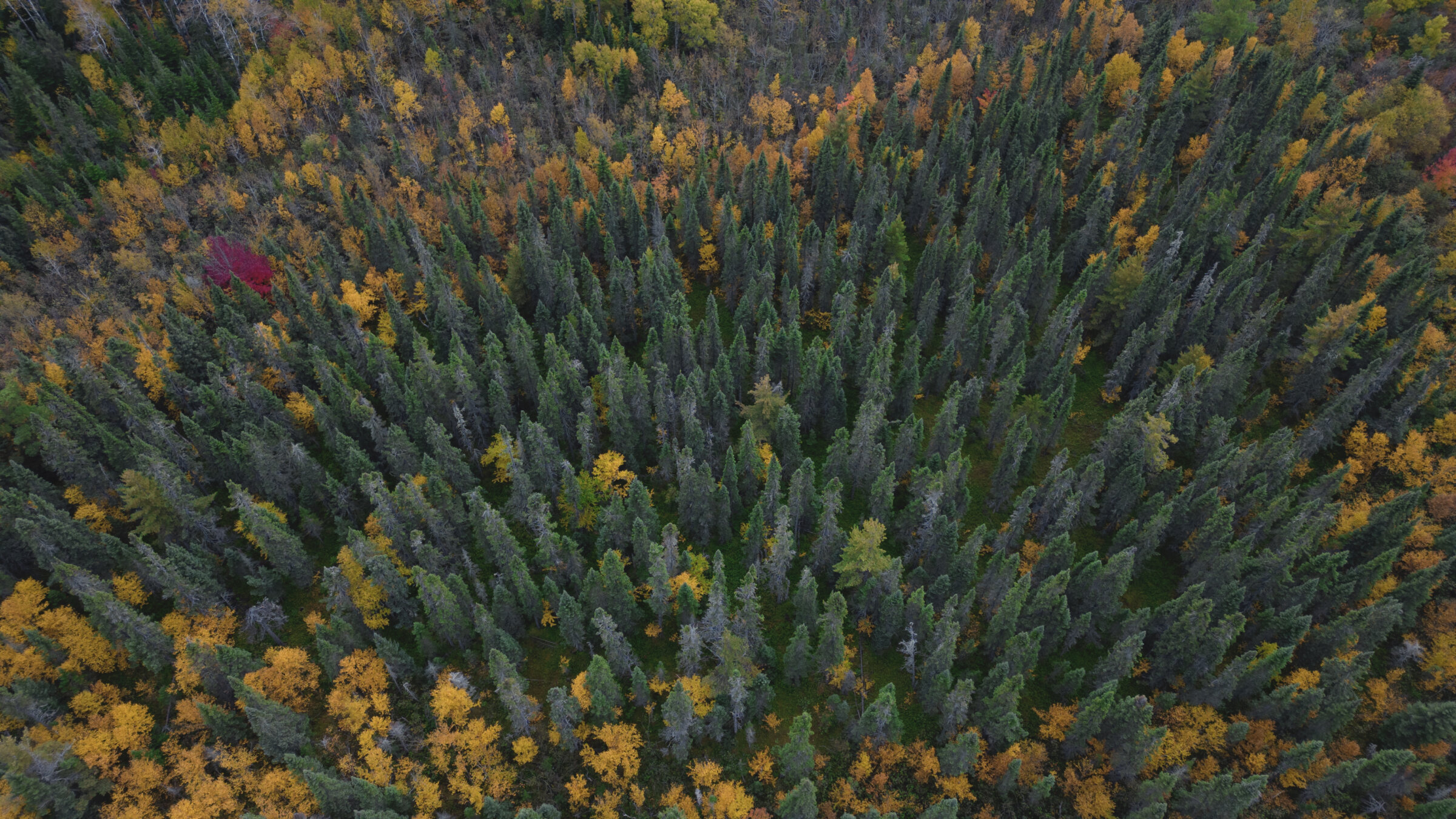 Aerial view of a forest taken by a drone