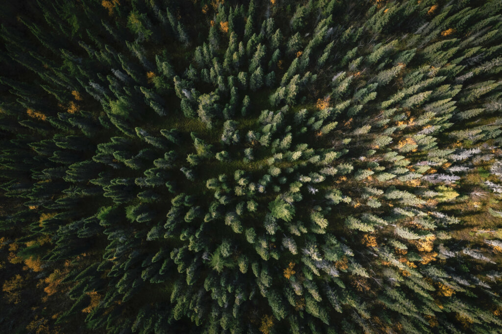 Aerial view of a coniferous forest taken by a drone
